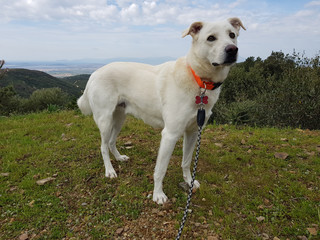 Cane bianco