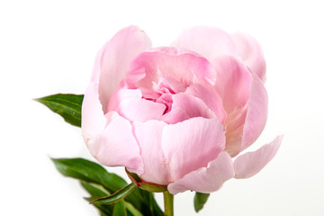 one pink peony on white background