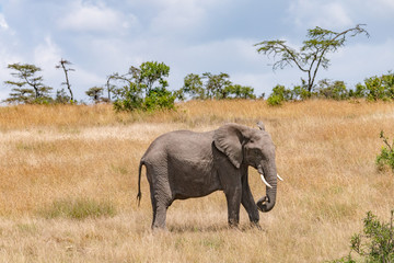 single elephant walking in the Masai Mara golden savannah