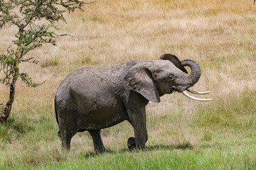 playful young female elephant with trunk raised in savannah of the Masai mara