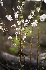 cherry blossoms in early spring