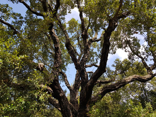 Albero