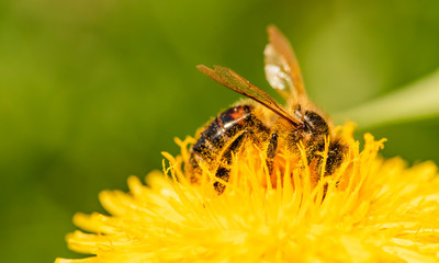 Honey bee collecting nectar from dandelion flower in the spring time. Useful photo for design or web banner.