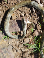 Piccolo biacco ucciso da un animale