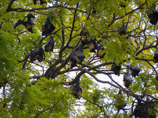 Flying foxes sitting on a tree in a city center, the biggest bats in the world, Vanimo, Papua New Guinea