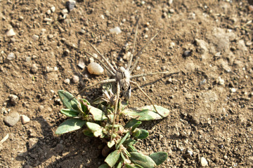 Hogna Radiata, wolf spider, Lycosidae family close up on ground