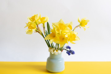 yellow daffodils , primula, blue muscaria flowers in a vase