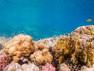 colorful corals and exotic fishes at the bottom of the red sea. beautiful natural summer background