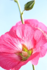 Fototapeta premium 立葵