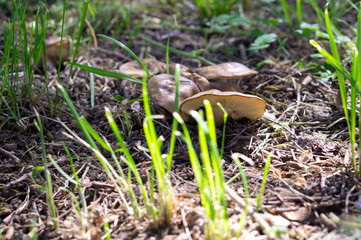 Edible mushroom in the foothills. Central Asian edible mushrooms