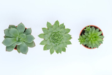 Collection of succulent top view,Plant group in pot on white background