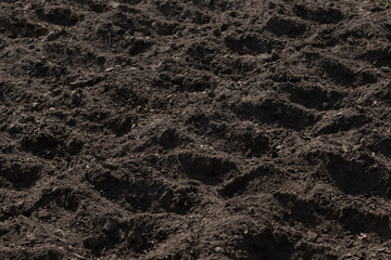 dug holes in the garden for planting potatoes and other vegetables