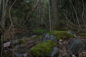 Swedish forest. Dark concept. Photo of Scandinavian nature.