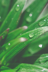 Raindrops on the green leaves of the garden lily