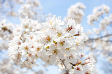 桜, sakura, cherry blossoms