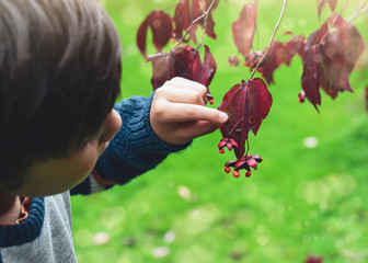Selective focus kid holding maples branches with  mini beasts climbing on red leaves, boy with showing wild tiny insect on Autumn leaf, Child explorer and learning about wild nature in Autumn outdoor