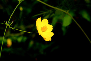 Beautiful yellow flowers Occurs naturally with light falling against., A black background.