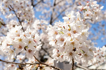 桜, sakura, cherry blossoms