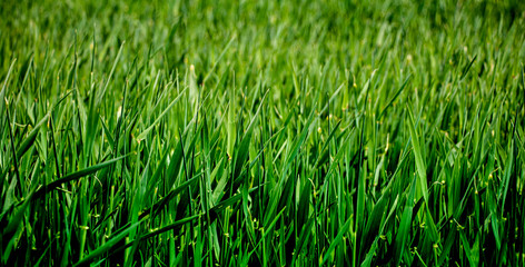 Green grass lawn. Beautiful texture. Golf. Concept for design. Close-up.
