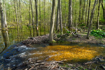 View of a beaver habitat with dams, ponds and trees at the Plainsboro Preserve in New Jersey