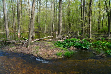 View of a beaver habitat with dams, ponds and trees at the Plainsboro Preserve in New Jersey