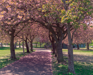 Naklejka premium road in the park sourraunded by bloosom flowers 