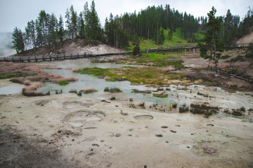 Green pools with grey ground and pink grass in Yellowstone National Park United States with green trees and hills. Geyser landscape in world famous attraction in the world which located in USA - Powered by Adobe
