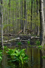 Fototapeta premium View of a beaver habitat with dams, ponds and trees at the Plainsboro Preserve in New Jersey