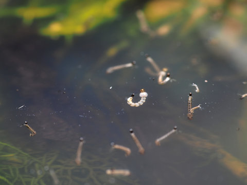 Macro of Aedes mosquito larvae in stagnant water