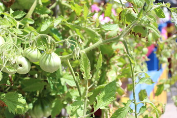 Green tomatoes on a bush in summer in Montreal street, Mile End neighborhood of Plateau Mont Royal. Urban gardening that produces food, vegetables and berries through city agriculture.