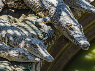 Baby crocodiles at farm near to Sepik river, Pagwi, Papua-New Guinea, Oceania