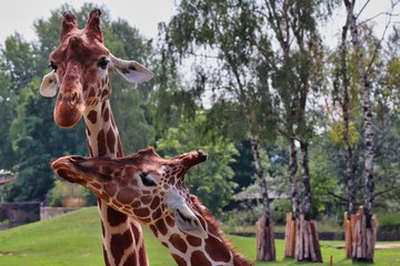 A portrait of two giraffe heads in the zoo park Dvůr Králové in the Czech Republic