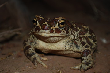 Magic frog