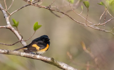 American Redstart (Setophaga ruticilla) is an orange and black warbler and perched on a branch on a...