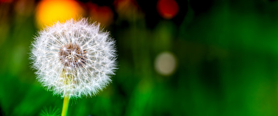 White flowering dandelion. Blurred background. Plant seeds. Weed. Concept for design. Close-up.