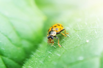 Ladybug on a green plant. The concept of nature, spring, summer. Environment Day. Macro photo. Copyspace.
