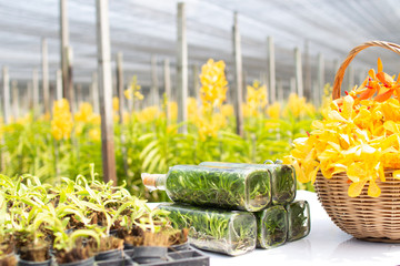 Saplings, orchids and seedlings, orchids in nursery bottles and beautiful blooming orchids placed on the table with a yellow orchid farm in the backgroundblooming in the garden.