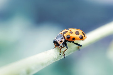 Ladybug on a green plant. The concept of nature, spring, summer. Environment Day. Macro photo. Copyspace.