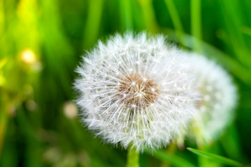 White flowering dandelion. Blurred background. Plant seeds. Weed. Concept for design. Close-up.