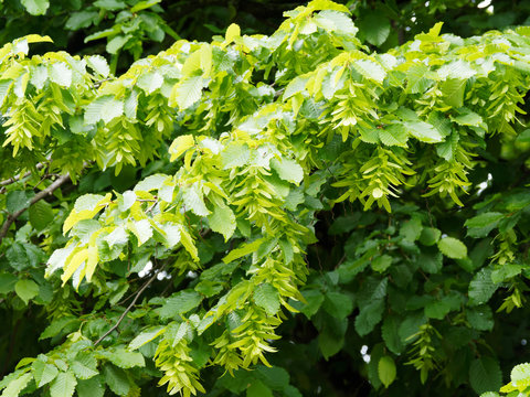 Carpinus betulus ou le charme commun appel&eacute; aussi charmille ou faux bouleau