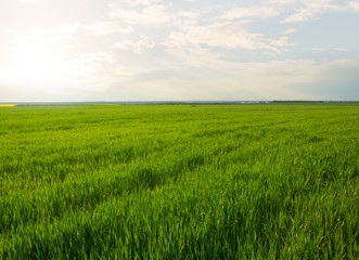 green fresh wheat rural field landscape, countryside agricultural scene