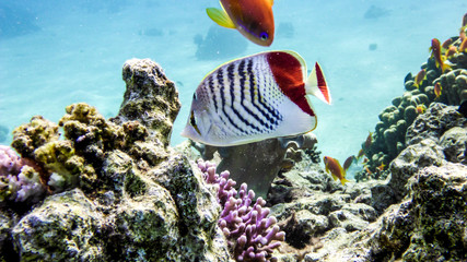 Crown Butterflyfish and coral in the Red Sea, Eialt, Israel