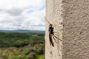 Giant Wood Wasp or horntail,