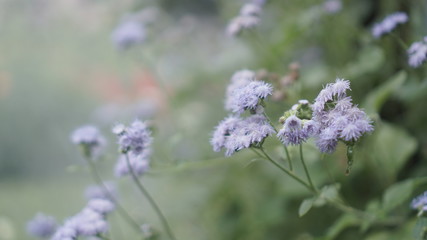 Ageratum flower in a smoky atmosphere in a bloomed garden outdoors.