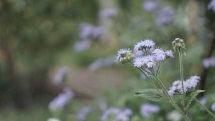 Ageratum flower in a smoky atmosphere in a bloomed garden outdoors.