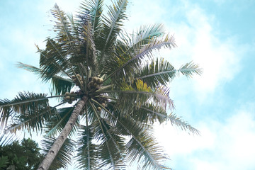 Fototapeta na wymiar nature landscape coconut tree with blue sky on sunny day at west java indonesia