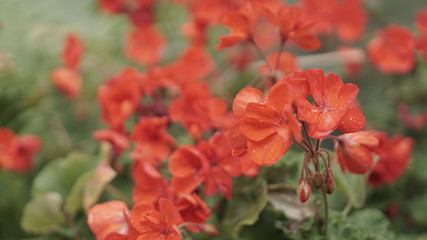 Chic bush bouquet of flowers phlox.