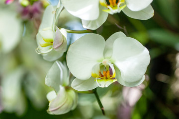 Close-up of a blossom of white orchids stock photo