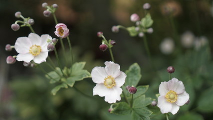 Chamomile in a beautiful green garden. The background is covered with bokeh.
