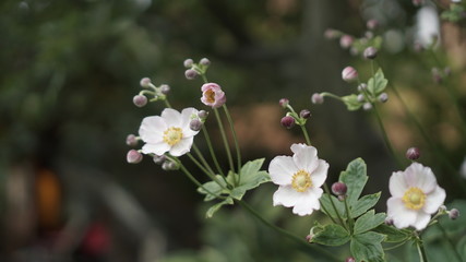 Chamomile in a beautiful green garden. The background is covered with bokeh.